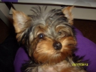 cachorro yorshay toy 100% asegurado - mejor precio | unprecio.es