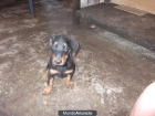 CACHORROS DOBERMANN - mejor precio | unprecio.es