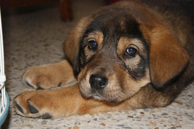 cachorros mastin español,