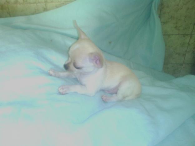 EXPECTACULAR CACHORRITO DE CHIHUAHUA TOY