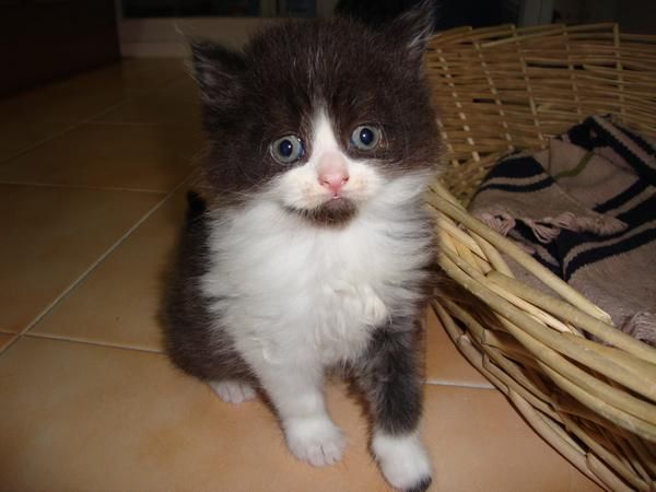 Gatito Persa