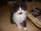 Gatito Persa - mejor precio | unprecio.es