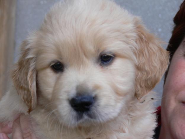 golden retriever