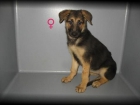 PASTOR ALEM\u00c1N 250 Euros.:.Bonitas camadas de  cachorros disponibles en mascotasur.com , tenemos machos y hembras, c - mejor precio | unprecio.es