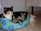 REGALO GATITOS LISTOS PARA SER ADOPTADOS - mejor precio | unprecio.es