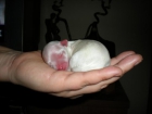Vendo Bichón Maltes - mejor precio | unprecio.es