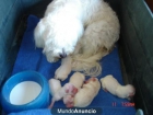 VENDO CACHORROS BICHON MALTES CON PEDIGRI - mejor precio | unprecio.es