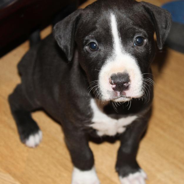 A la venta ultimo cachorro de American Staffordshire
