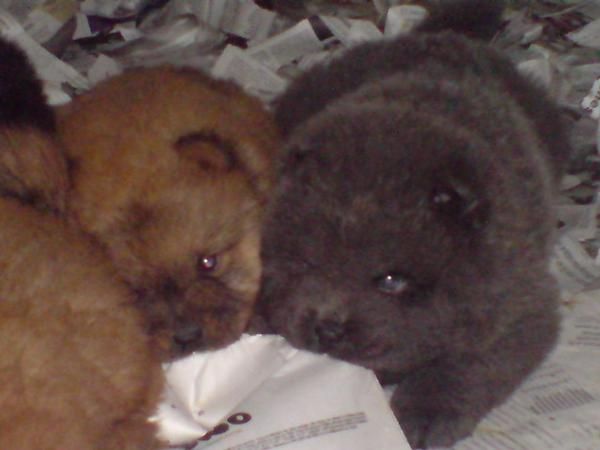 Cachorritos de Chow Chow