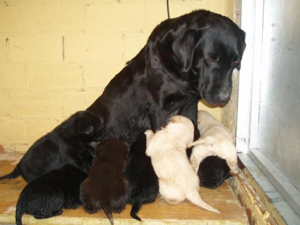 camada de labradores con pedigree