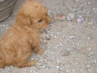 caniche toy rojo ideal regalo de reyes 603 2837 39 - mejor precio | unprecio.es