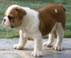 Preciosos cachorros bulldog inglés - mejor precio | unprecio.es