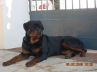 ROTTWEILER Reservas - mejor precio | unprecio.es