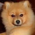 se vende cachorro de 4 meses de pomerania con pedigri