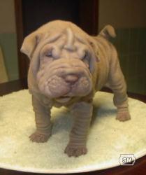 sharpei lilac o isabela hembra preciosa