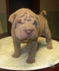sharpei lilac o isabela hembra preciosa - mejor precio | unprecio.es