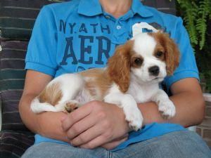 100 femenino Cavalier King Charles Spaniel cachorro para la venta ..