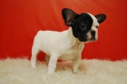 BuLL Dog Frances de Alta Calidad**hembras y machos disponibles//con chip, pedegree...** - mejor precio | unprecio.es