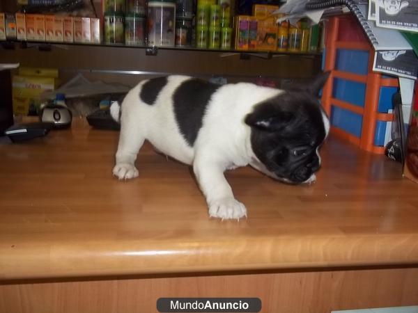 Bulldog Frances machos y hembras a 368 euros