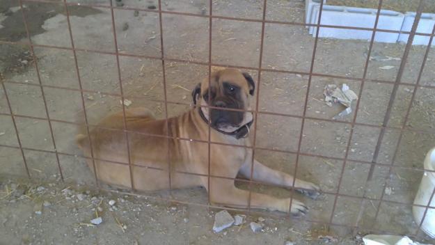 BULLMASTIFF, VENTA CACHORROS