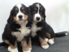 CACHORROS DE BOYERO DE BERNA - mejor precio | unprecio.es