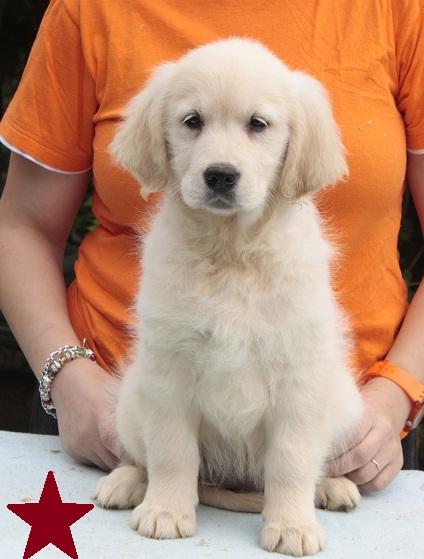 Cachorros golden retriever listos para entregar