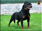 Camada de rottweiler - mejor precio | unprecio.es