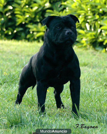 camada staffordshire bull terrier