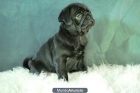 Carlinos Pug Camada Disponibles Negros y Canelas Con 2 Meses - mejor precio | unprecio.es