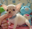 Chihuahuas miniatura macho - mejor precio | unprecio.es
