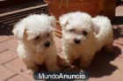 Estupendos cachorros de Bichon Maltes - España - mejor precio | unprecio.es
