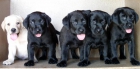 Labrador retriever color negro 160€ - mejor precio | unprecio.es