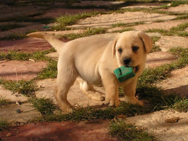 LABRADORES