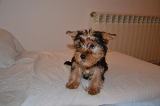 Preciosa cachorrita yorkshire terrier , llevatela esta navidad !!
