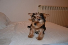 Preciosa cachorrita yorkshire terrier , llevatela esta navidad !! - mejor precio | unprecio.es