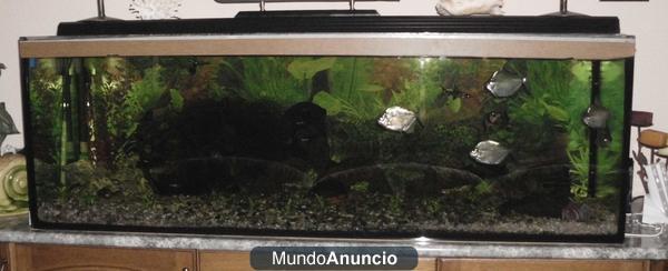 Vendo acuario