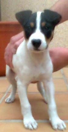 Vendo Cachorro Bodeguero Andaluz de Dos meses 150€ URGE