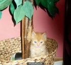Vendo Gatita Persa - mejor precio | unprecio.es