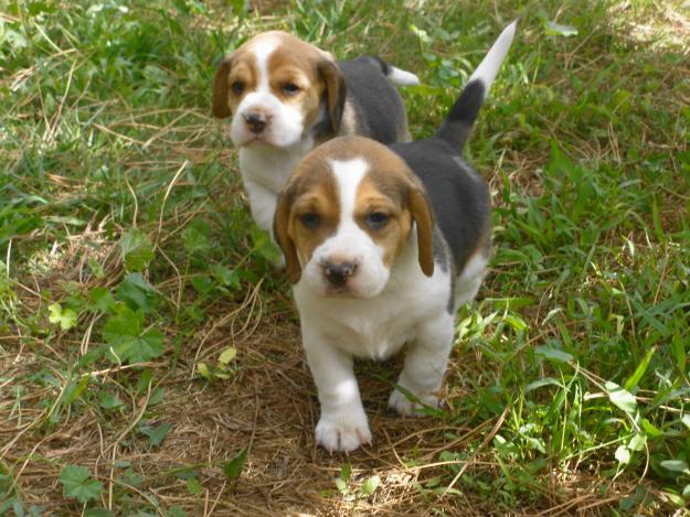 !!!CACHORRITOS BEAGLES PRECIOSOS¡¡¡¡¡