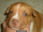 American pit-bull terrier red noise a 90 euros - mejor precio | unprecio.es