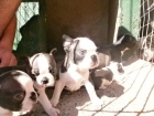 Boston terrier - mejor precio | unprecio.es