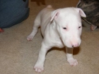 bull terrier, con buena compañía y que te hará feliz y también mantener con gran compañía - mejor precio | unprecio.es