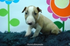 Bullterrier Canela y Blanco Excelentes - mejor precio | unprecio.es