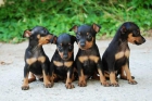 MINI PINSCHER NEGRO Y FUEGO, MACHO Y HEMBRA 385 - mejor precio | unprecio.es