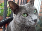 Monta gato azul ruso - mejor precio | unprecio.es