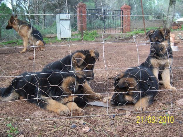 Pastor Aleman cachorros Córdoba