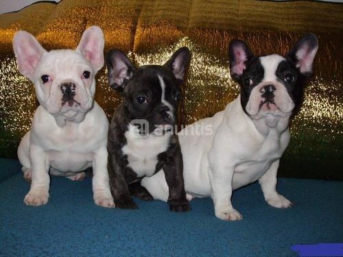 Preciosos cachorros Bulldog Frances con pedigree