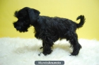 Schnauzer miniatura, color negro de Calidad - mejor precio | unprecio.es