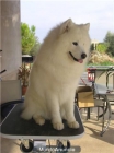 SE OFRECE SAMOYEDO PARA MONTAS - mejor precio | unprecio.es