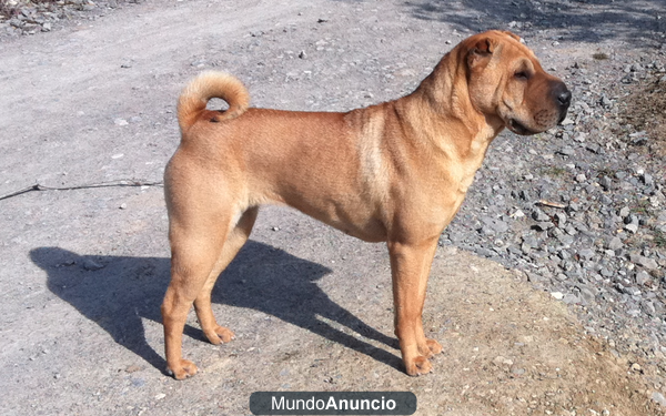 shar pei hembra chino busca shar pei macho para monta